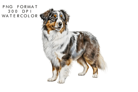 Watercolor Australian Shepherd Dog Illustrations