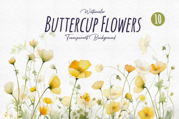Watercolor Buttercup Flower Collections: Illustrations Review