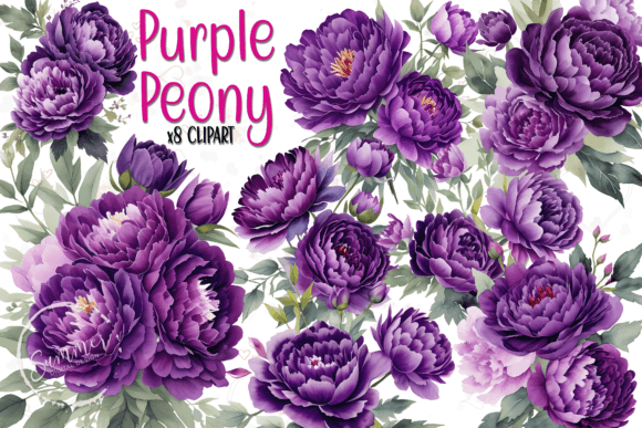 Watercolor Dark Purple Peony Clipart Review