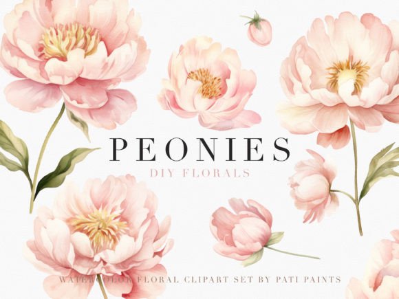Watercolor Dusty Pink Peonies Cliparts Illustrations
